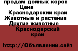 продам дойных коров › Цена ­ 60 000 - Краснодарский край Животные и растения » Другие животные   . Краснодарский край